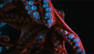 Autorizan elevar cuota de captura de pulpo en Yucatán: ¿Cuál será el impacto?