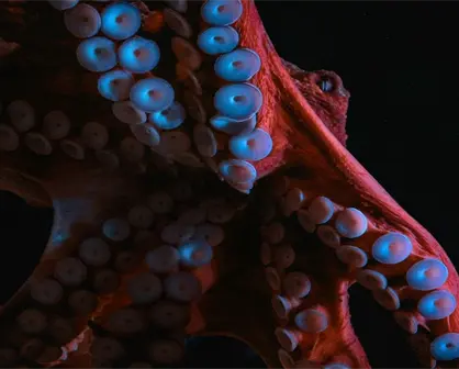 Autorizan elevar cuota de captura de pulpo en Yucatán: ¿Cuál será el impacto?