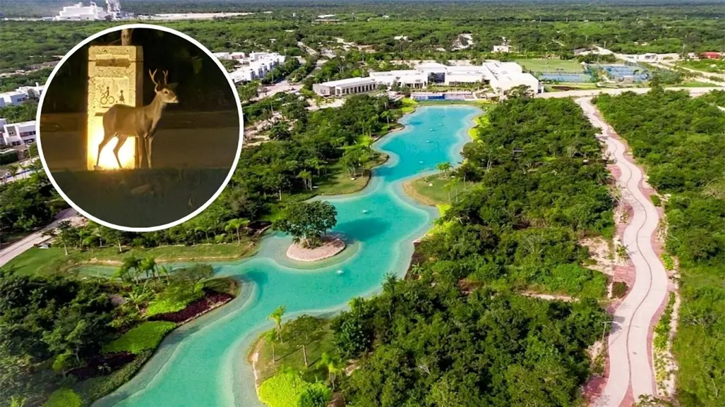 Venado cola blanca muere atropellado cerca del Yucatán Country Club