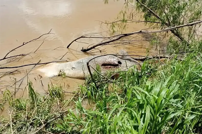Manatí encontrado sin vida en el río Grijalva. Foto: Protección Civil Tabasco