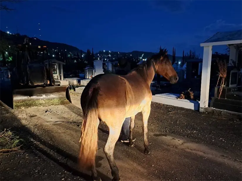 Gracias a las maniobras cuidadosas con equipo de cuerdas, el equino no sufrió daños durante el proceso de extracción. Foto: Protección Civil de Montemorelos.