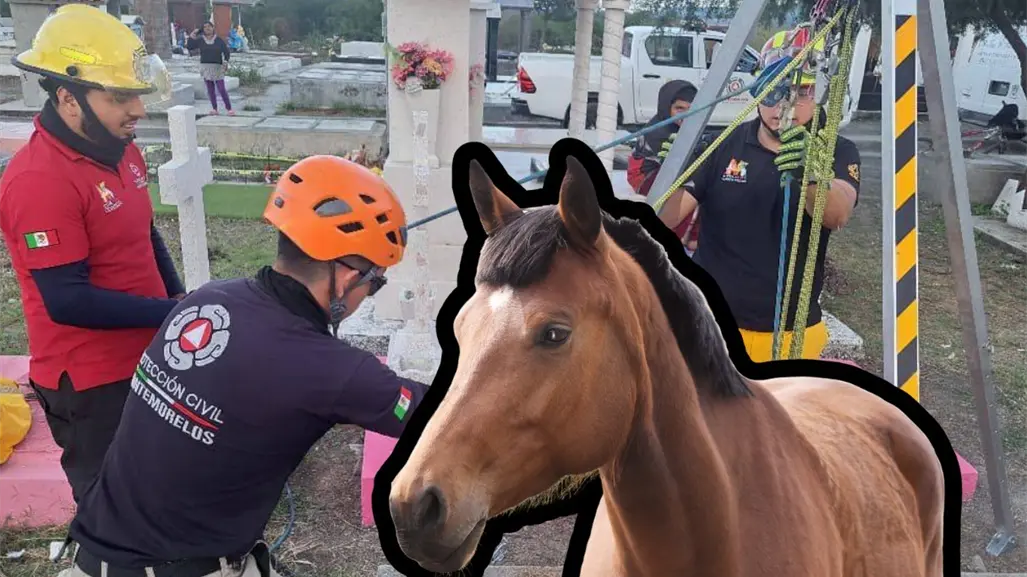 Caballo es rescatado tras caer en tumba de panteón en Montemorelos, Nuevo León
