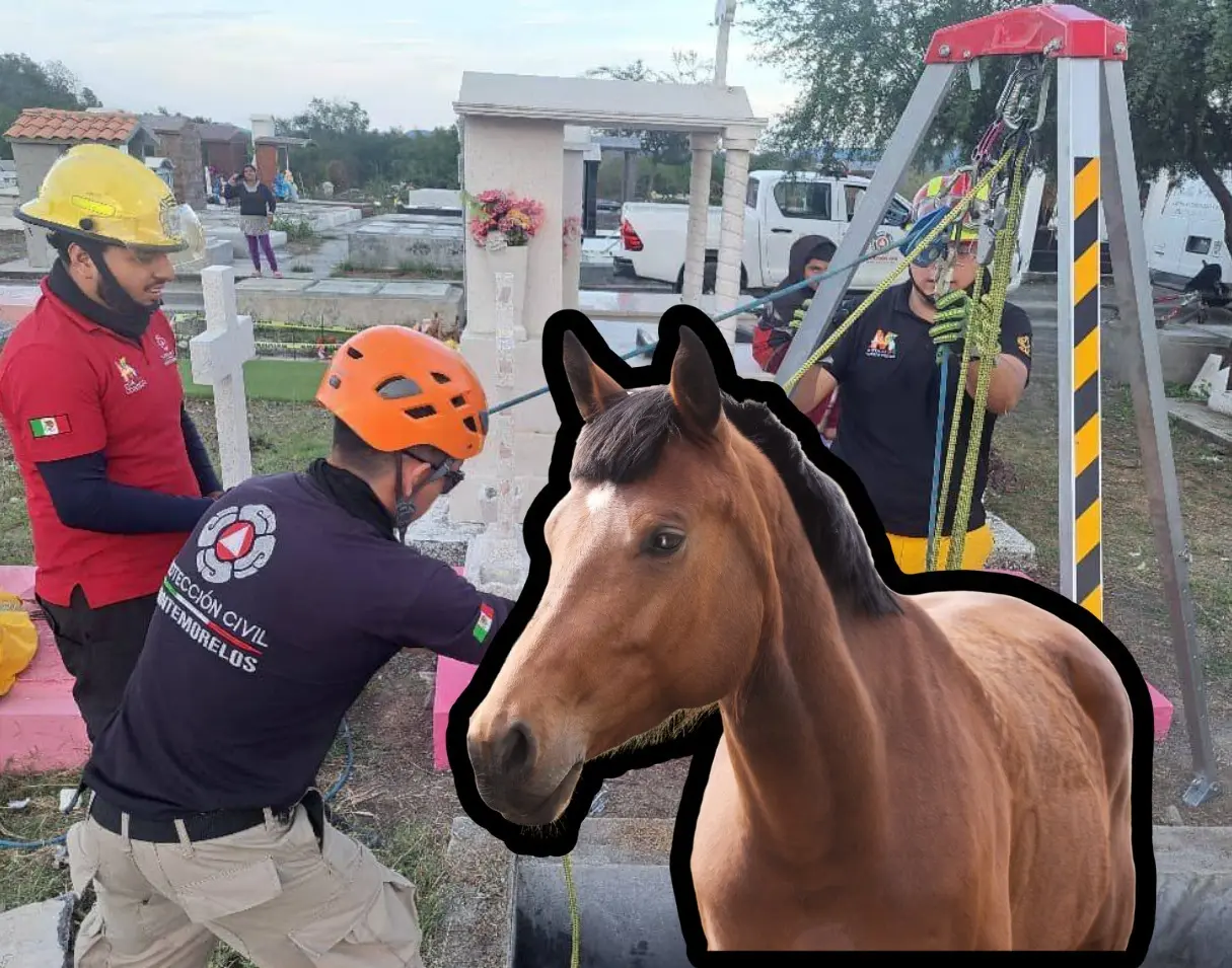 De acuerdo con los primeros reportes, personas que transitaban por el lugar detectaron la presencia del animal dentro de la cavidad. Foto: Protección Civil de Montemorelos | Canva.