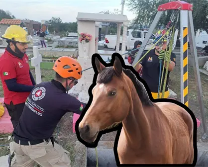 Caballo es rescatado tras caer en tumba de panteón en Montemorelos, Nuevo León