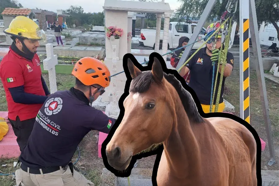 Caballo es rescatado tras caer en tumba de panteón en Montemorelos, Nuevo León