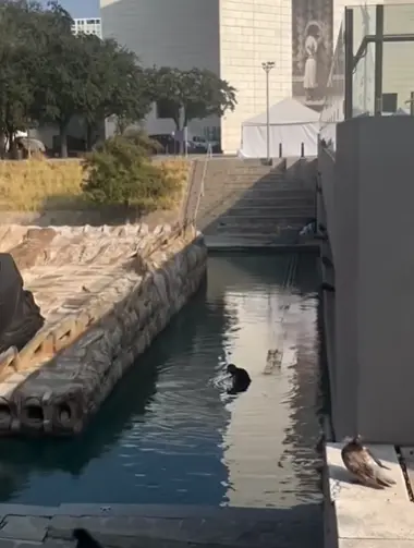 imagen recuadro Tramo del Paseo Santa Lucía Foto: Captura de pantalla del video