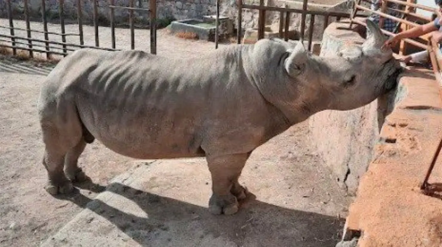 Activistas denuncian desnutrición severa en un rinoceronte del Zoológico de León en Guanajuato. Foto: X (@YoAmoaLaCiencia)