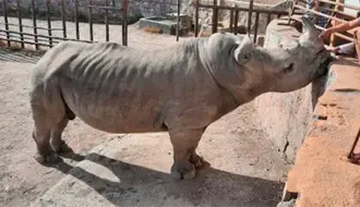 Activistas denuncian desnutrición severa en un rinoceronte del Zoológico de León en Guanajuato