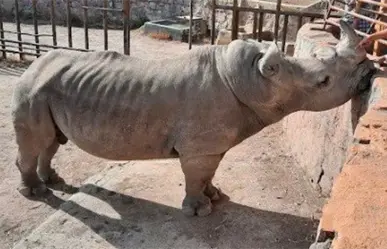 Activistas denuncian desnutrición severa en un rinoceronte del Zoológico de León en Guanajuato