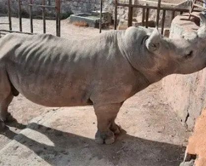 Activistas denuncian desnutrición severa en un rinoceronte del Zoológico de León en Guanajuato