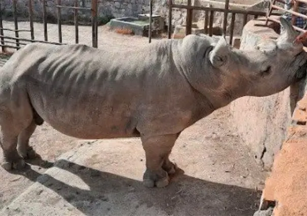 Activistas denuncian desnutrición severa en un rinoceronte del Zoológico de León en Guanajuato