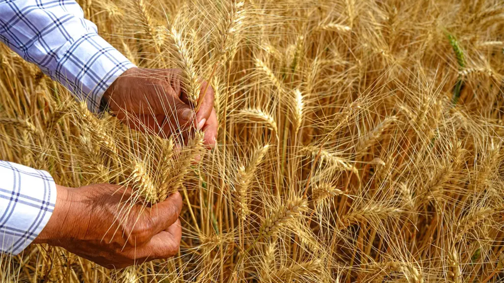 Estos municipios de Tamaulipas serán los más beneficiados con los acuerdos para el trigo panificable