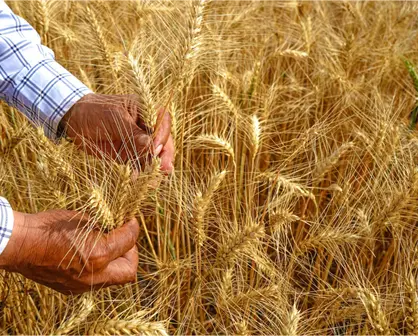 Estos municipios de Tamaulipas serán los más beneficiados con los acuerdos para el trigo panificable