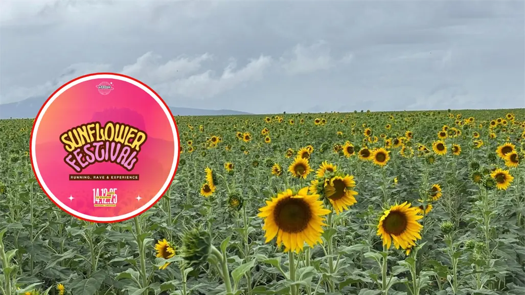 Tendrá Tamaulipas primer festival del girasol, ¿de qué se trata?