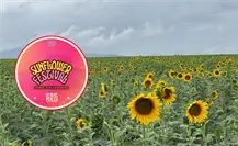 Tendrá Tamaulipas primer festival del girasol, ¿de qué se trata? Tendrá Tamaulipas primer festival del girasol, ¿de qué se trata?
