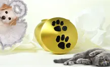 Monclova analiza creación de crematorio para mascotas; rebasa número de animales muertos Monclova analiza creación de crematorio para mascotas; rebasa número de animales muertos