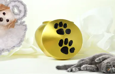 Monclova analiza creación de crematorio para mascotas; rebasa número de animales muertos