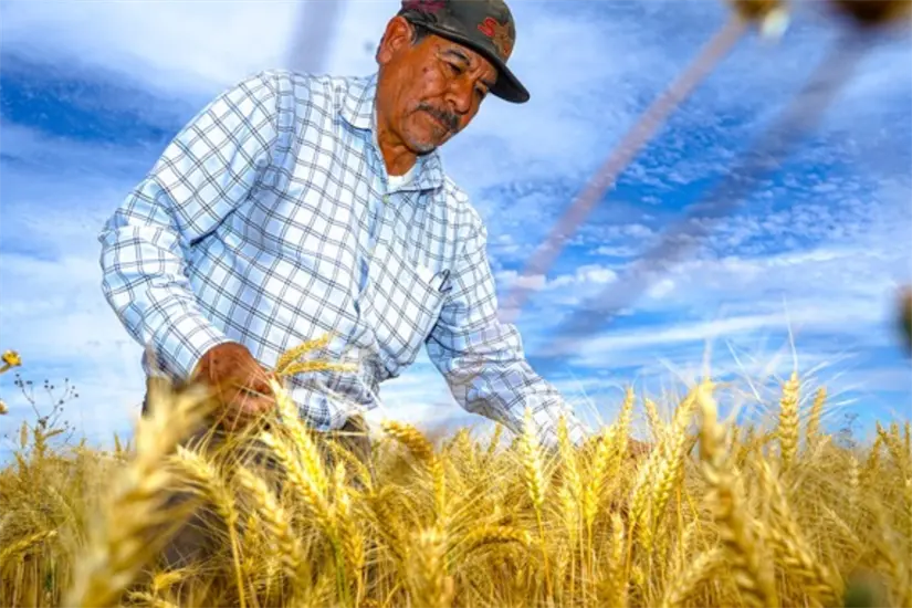 El trigo, aunque secundario en la agenda agrícola estatal, ha demostrado ser una opción viable para la diversificación y la rentabilidad. Foto: Gobierno de México