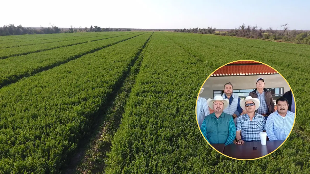 Campos agrícolas del Valle de Santo Domingo, una de las principales zonas productivas de Baja California Sur. Foto: Asociacion Agricola Local del Valle de Santo Domingo / Facebook