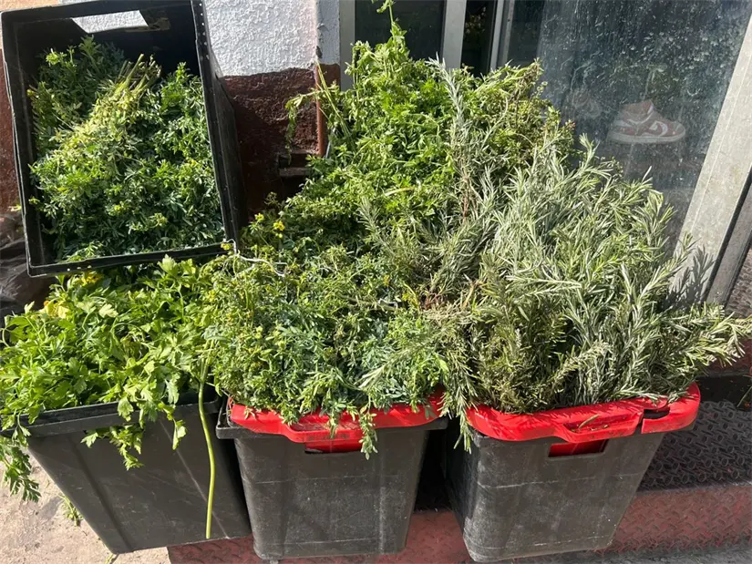 La tradición de utilizar remedios naturales en Monterrey resalta la importancia de las hierbas en el cuidado de la salud familiar. Foto: Rosy Sandoval