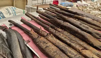 ¿Conocías estos platillos exóticos de Tabasco?