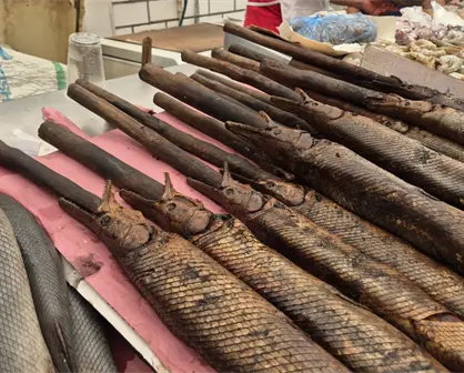 ¿Conocías estos platillos exóticos de Tabasco?