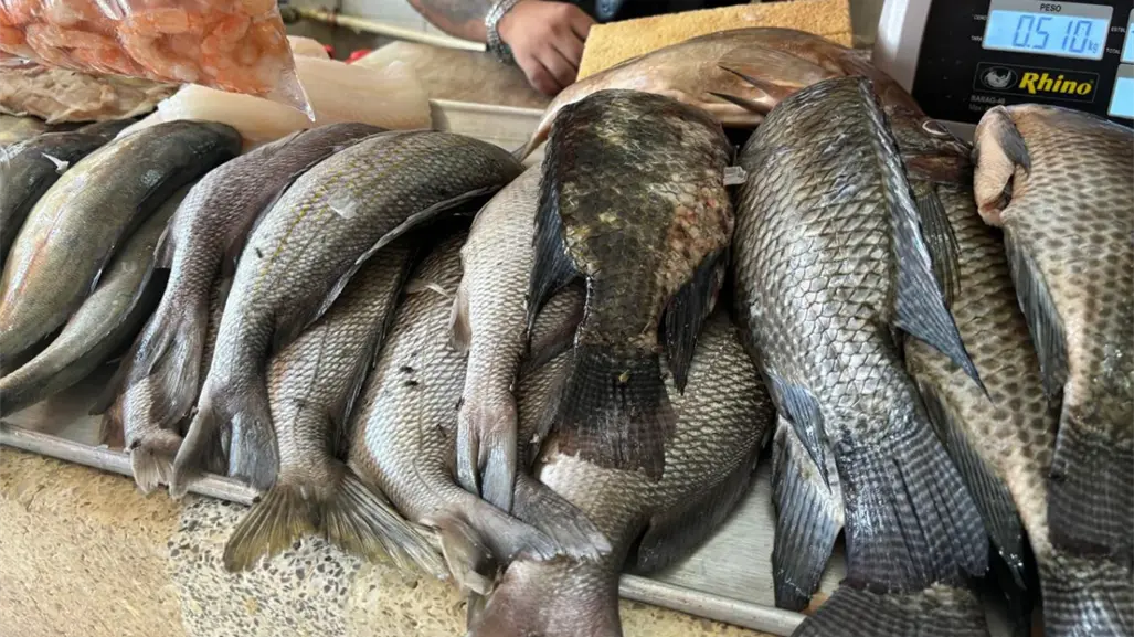 Acuacultura y cambio climático, Yucatán busca alternativas para sostener la pesca