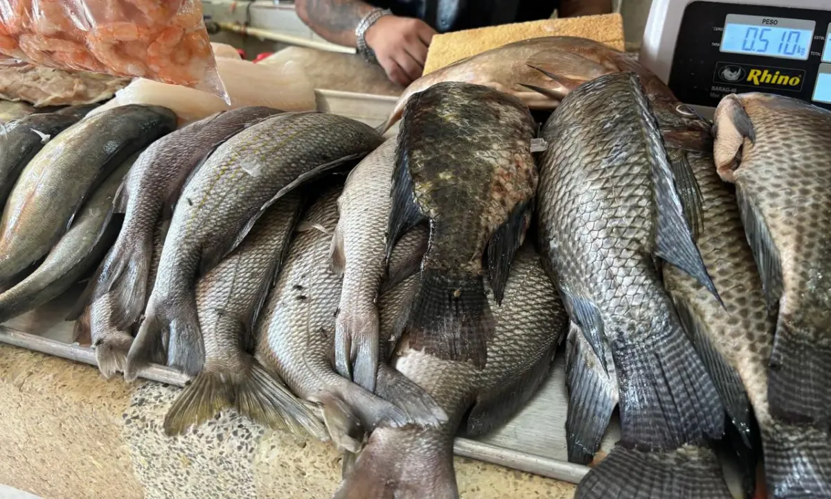 Pescados en el mercado Lucas de Gálvez en Mérida Foto: Alejandra Vargas