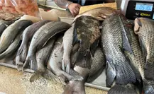 Acuacultura y cambio climático, Yucatán busca alternativas para sostener la pesca Acuacultura y cambio climático, Yucatán busca alternativas para sostener la pesca
