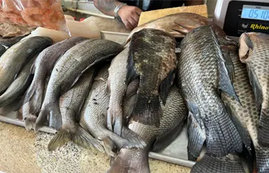 Acuacultura y cambio climático, Yucatán busca alternativas para sostener la pesca