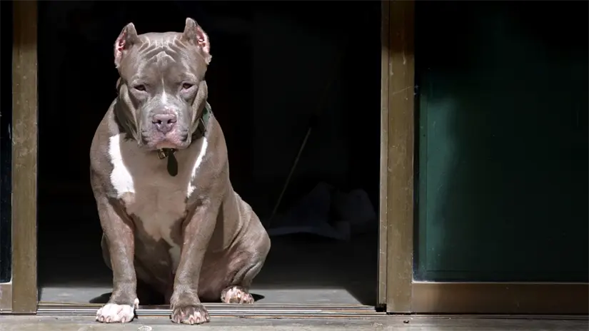 imagen recuadro En el video se ve como Ana no puede dejar de gritar debido a las agresiones de los perros. Foto: Canva