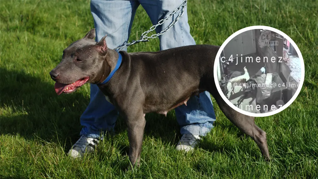 VIDEO | Mujer es atacada por perros pitbull en Tláhuac y pierde movilidad en un brazo y una pierna