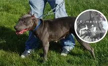 VIDEO | Mujer es atacada por perros pitbull en Tláhuac y pierde movilidad en un brazo y una pierna VIDEO | Mujer es atacada por perros pitbull en Tláhuac y pierde movilidad en un brazo y una pierna
