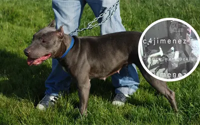 VIDEO | Mujer es atacada por perros pitbull en Tláhuac y pierde movilidad en un brazo y una pierna