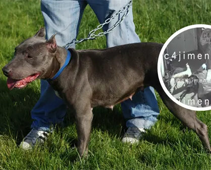 VIDEO | Mujer es atacada por perros pitbull en Tláhuac y pierde movilidad en un brazo y una pierna