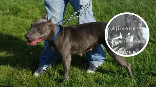 VIDEO | Mujer es atacada por perros pitbull en Tláhuac y pierde movilidad en un brazo y una pierna