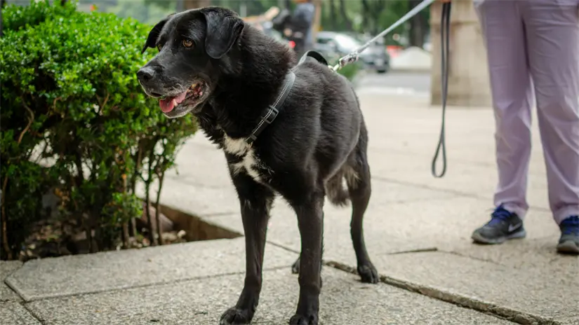 imagen recuadro En la CDMX existen multas y sanciones si un perro ataca a uno apersona. Foto: Canva