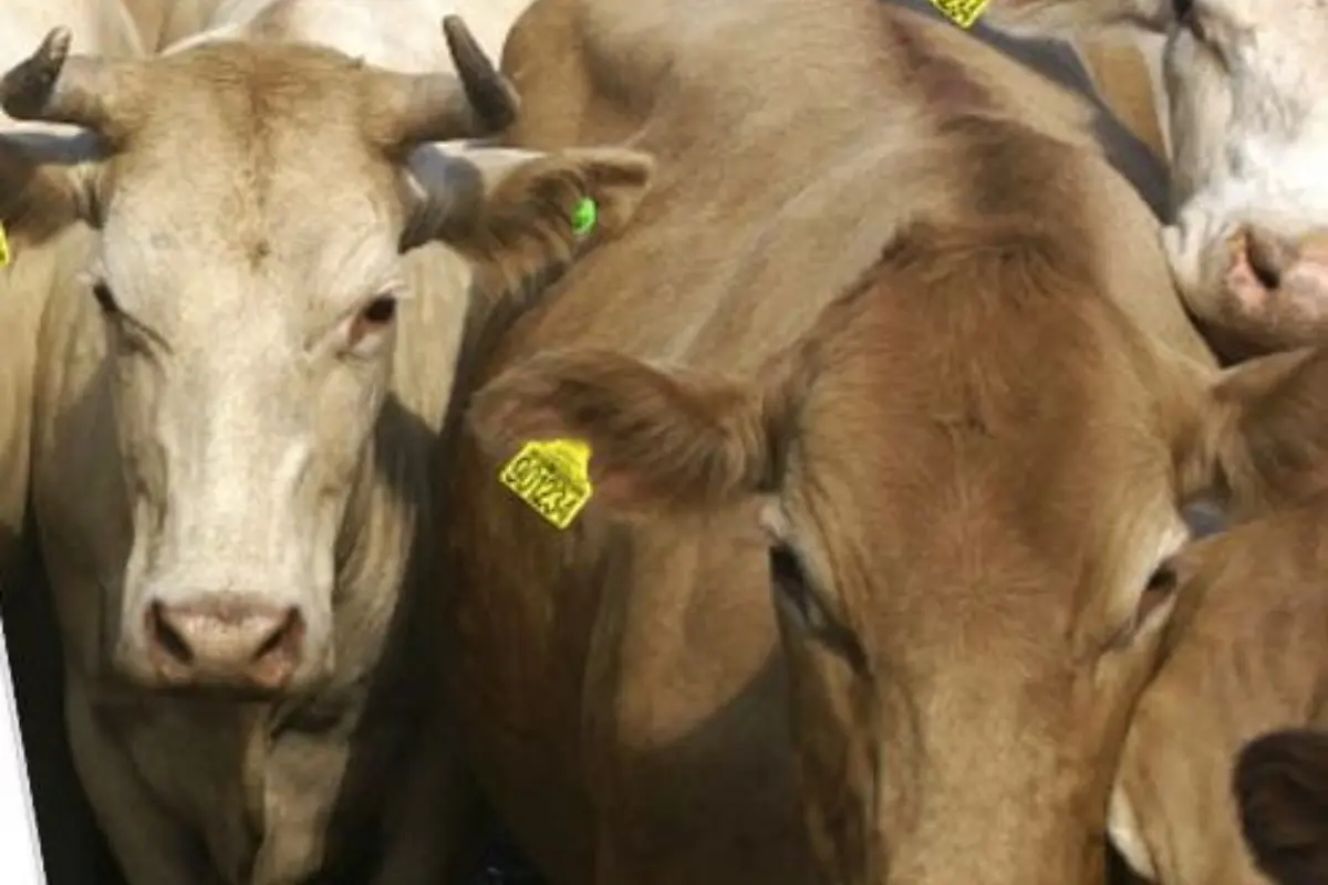 El envío de ganado a Nuevo León podría ser suspendido Foto: