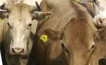 Ganaderos del sur de Veracruz suspenden envío de ganado bovino a Nuevo León Ganaderos del sur de Veracruz suspenden envío de ganado bovino a Nuevo León