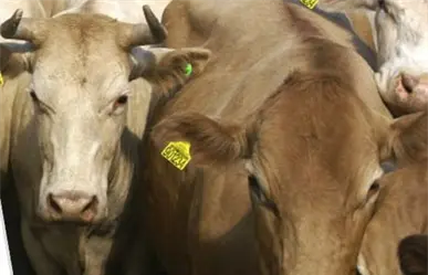 Ganaderos del sur de Veracruz suspenden envío de ganado bovino a Nuevo León