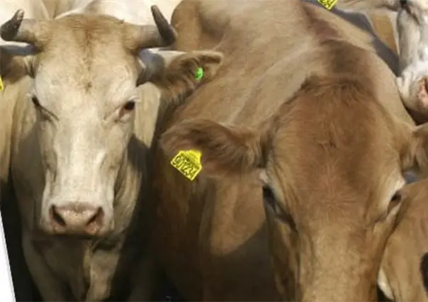 Ganaderos del sur de Veracruz suspenden envío de ganado bovino a Nuevo León