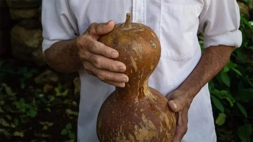 ¿Fin de una leyenda? El calabazo, el "vaso" maya, pierde territorio en Yucatán