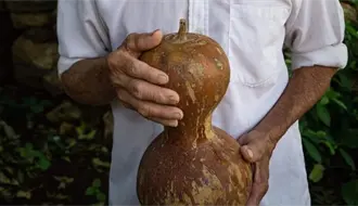 ¿Fin de una leyenda? El calabazo, el “vaso” maya, pierde territorio en Yucatán