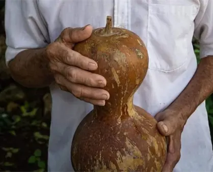 ¿Fin de una leyenda? El calabazo, el "vaso" maya, pierde territorio en Yucatán