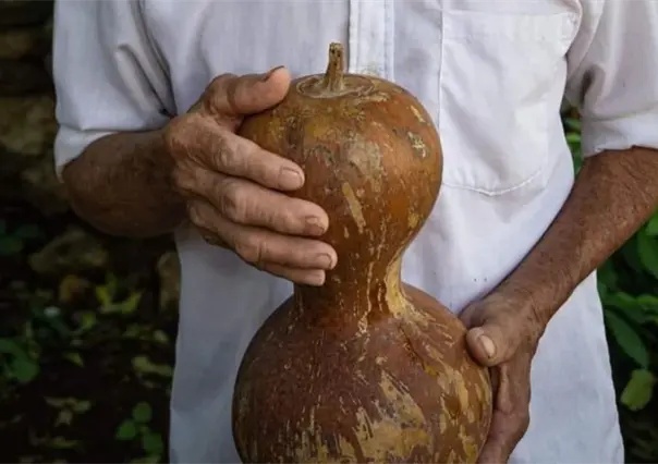¿Fin de una leyenda? El calabazo, el "vaso" maya, pierde territorio en Yucatán