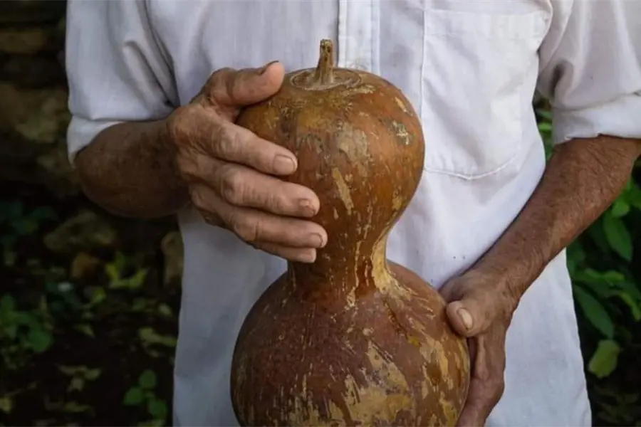 ¿Fin de una leyenda? El calabazo, el "vaso" maya, pierde territorio en Yucatán