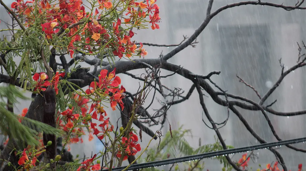 Se esperan más lluvias en Baja California Sur; ¿a qué se debe este clima?
