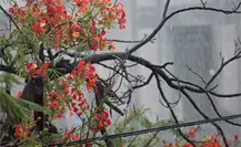 Se esperan más lluvias en Baja California Sur; ¿a qué se debe este clima? Se esperan más lluvias en Baja California Sur; ¿a qué se debe este clima?