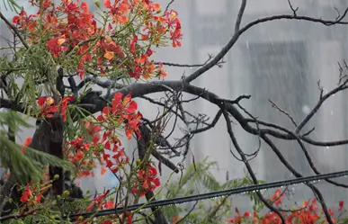 Se esperan más lluvias en Baja California Sur; ¿a qué se debe este clima?