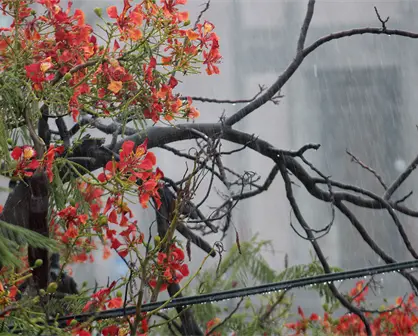 Se esperan más lluvias en Baja California Sur; ¿a qué se debe este clima?